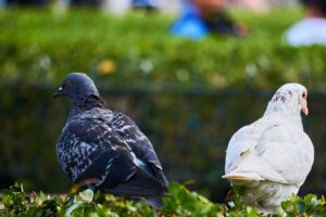 Zwei Tauben, die in verschiedene Richtungen schauen und weiß und schwarz sind. Unterschied Coaching und Therapie.